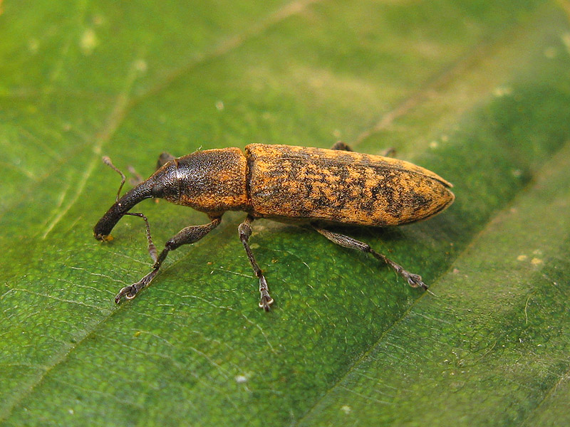 Curculionidae: Lixus (Dilixellus) pulverulentus e  Lixus (Epimeces) scolopax